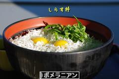 にほんブログ村 犬ブログ ポメラニアンへ