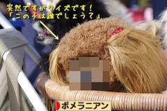 にほんブログ村 犬ブログ ポメラニアンへ