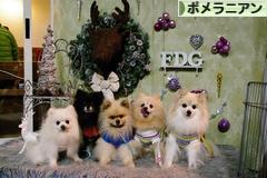 にほんブログ村 犬ブログ ポメラニアンへ