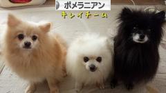 にほんブログ村 犬ブログ ポメラニアンへ