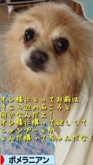にほんブログ村 犬ブログ ポメラニアンへ