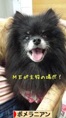 にほんブログ村 犬ブログ ポメラニアンへ