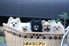 にほんブログ村 犬ブログ ポメラニアンへ