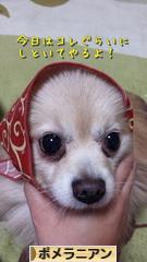 にほんブログ村 犬ブログ ポメラニアンへ