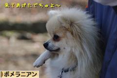 にほんブログ村 犬ブログ ポメラニアンへ