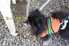 にほんブログ村 犬ブログ ポメラニアンへ