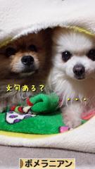 にほんブログ村 犬ブログ ポメラニアンへ
