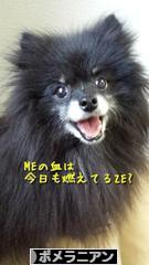 にほんブログ村 犬ブログ ポメラニアンへ