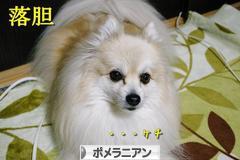 にほんブログ村 犬ブログ ポメラニアンへ