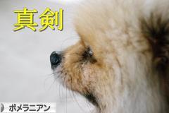 にほんブログ村 犬ブログ ポメラニアンへ