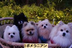 にほんブログ村 犬ブログ ポメラニアンへ