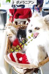 にほんブログ村 犬ブログ ポメラニアンへ