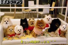 にほんブログ村 犬ブログ ポメラニアンへ