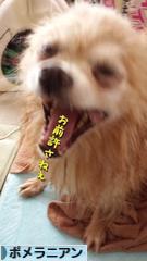 にほんブログ村 犬ブログ ポメラニアンへ
