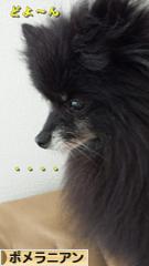 にほんブログ村 犬ブログ ポメラニアンへ