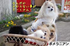 にほんブログ村 犬ブログ ポメラニアンへ