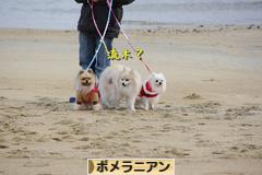 にほんブログ村 犬ブログ ポメラニアンへ
