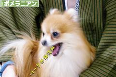 にほんブログ村 犬ブログ ポメラニアンへ