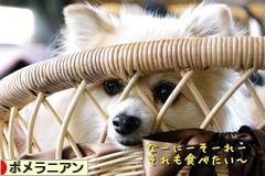 にほんブログ村 犬ブログ ポメラニアンへ