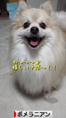 にほんブログ村 犬ブログ ポメラニアンへ
