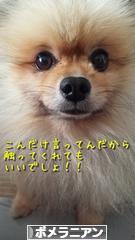 にほんブログ村 犬ブログ ポメラニアンへ