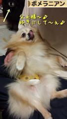 にほんブログ村 犬ブログ ポメラニアンへ