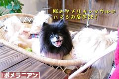 にほんブログ村 犬ブログ ポメラニアンへ