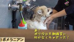 にほんブログ村 犬ブログ ポメラニアンへ