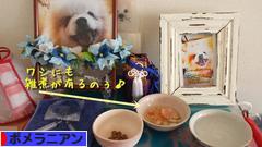 にほんブログ村 犬ブログ ポメラニアンへ