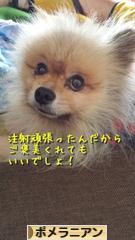 にほんブログ村 犬ブログ ポメラニアンへ