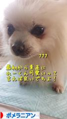 にほんブログ村 犬ブログ ポメラニアンへ