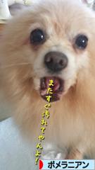 にほんブログ村 犬ブログ ポメラニアンへ