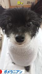 にほんブログ村 犬ブログ ポメラニアンへ