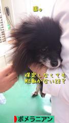 にほんブログ村 犬ブログ ポメラニアンへ