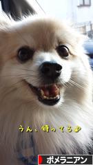 にほんブログ村 犬ブログ ポメラニアンへ