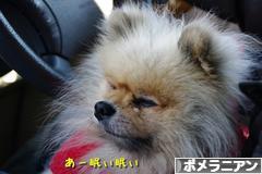 にほんブログ村 犬ブログ ポメラニアンへ