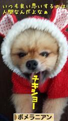 にほんブログ村 犬ブログ ポメラニアンへ