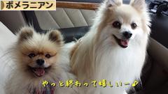 にほんブログ村 犬ブログ ポメラニアンへ