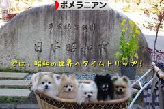 にほんブログ村 犬ブログ ポメラニアンへ