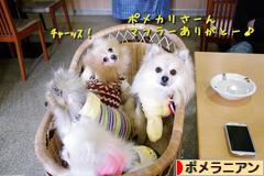 にほんブログ村 犬ブログ ポメラニアンへ