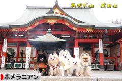 にほんブログ村 犬ブログ ポメラニアンへ