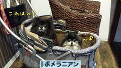 にほんブログ村 犬ブログ ポメラニアンへ