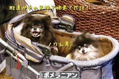 にほんブログ村 犬ブログ ポメラニアンへ