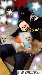 にほんブログ村 犬ブログ ポメラニアンへ