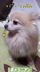 にほんブログ村 犬ブログ ポメラニアンへ