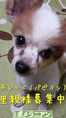 にほんブログ村 犬ブログ ポメラニアンへ