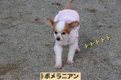 にほんブログ村 犬ブログ ポメラニアンへ