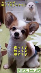 にほんブログ村 犬ブログ ポメラニアンへ