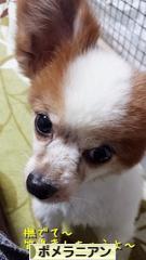 にほんブログ村 犬ブログ ポメラニアンへ