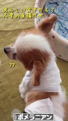 にほんブログ村 犬ブログ ポメラニアンへ